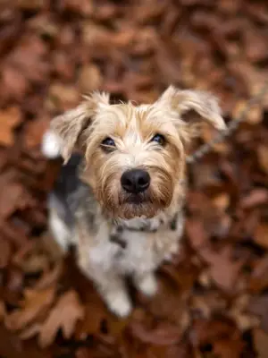 Light brown dog surrounded by autumn leaves