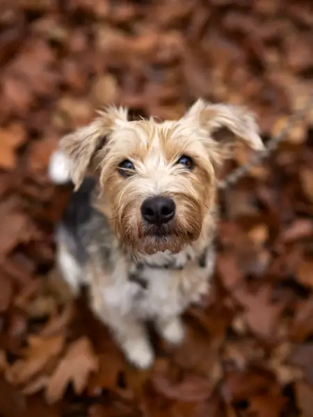 Light brown dog surrounded by autumn leaves