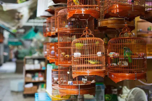 Bird Market