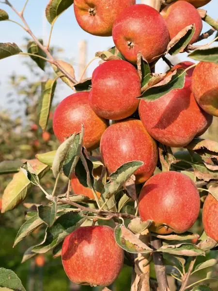 Appels plukken bij de olmenhorst 