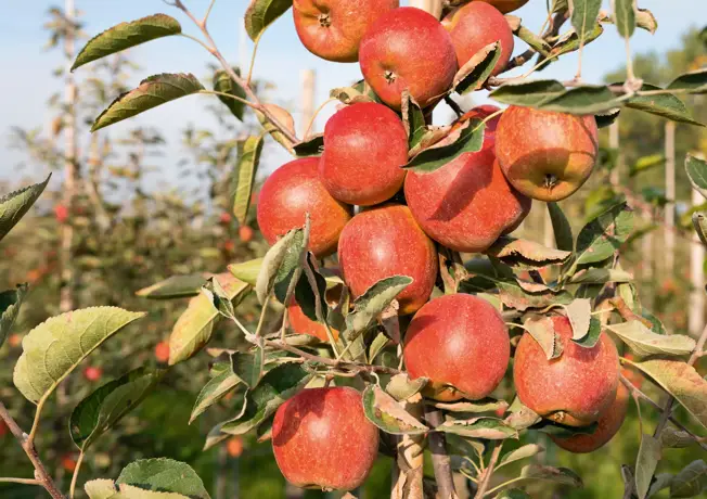 de Olmenhorst in Lisse