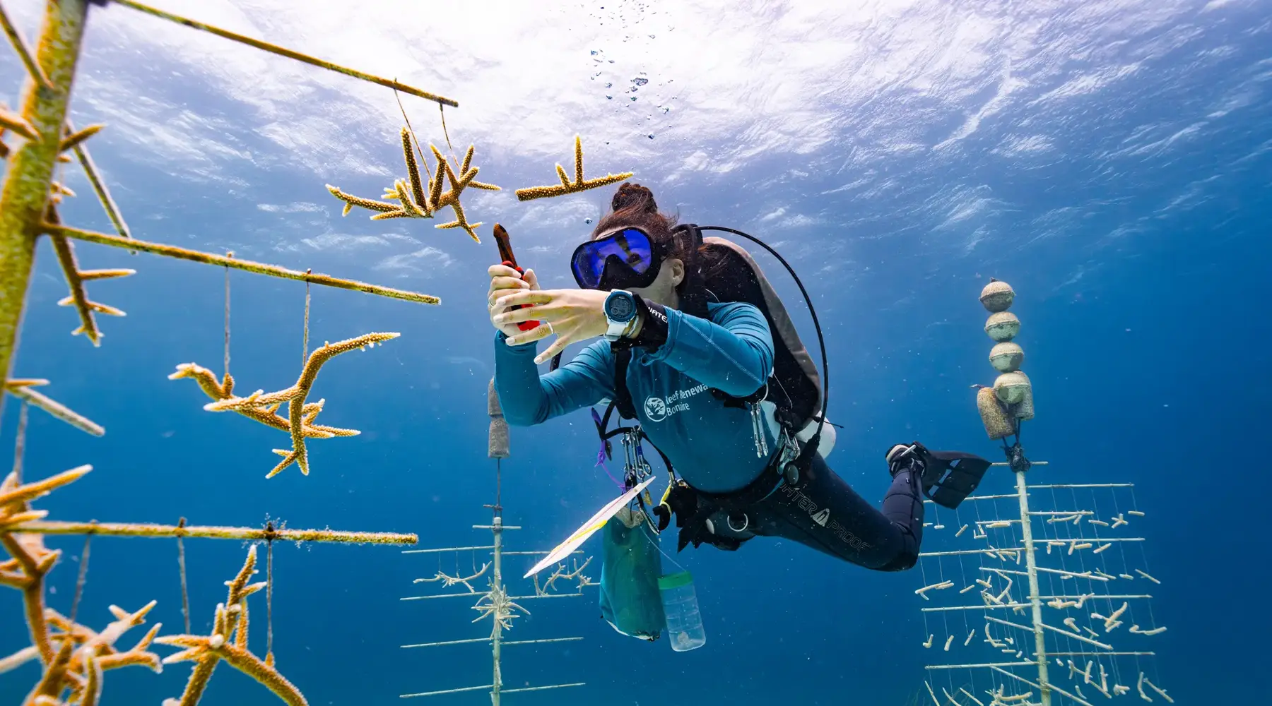 Reef renewal