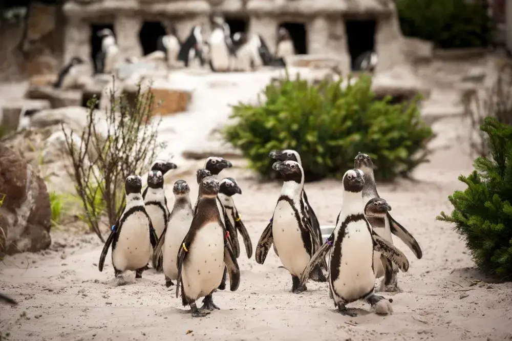 Zoo Antwerpen
