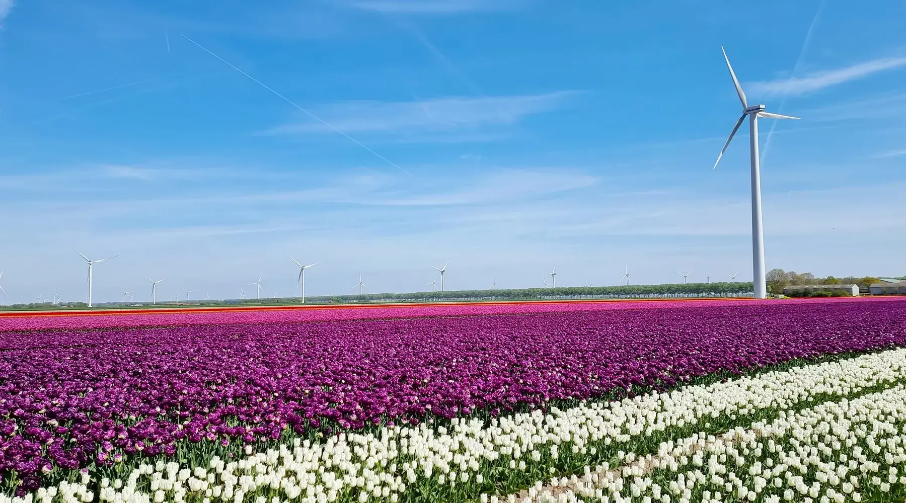 Tulip field in Flevoland.