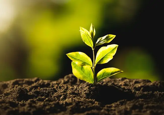 Une petite plante verte pousse hors du sol