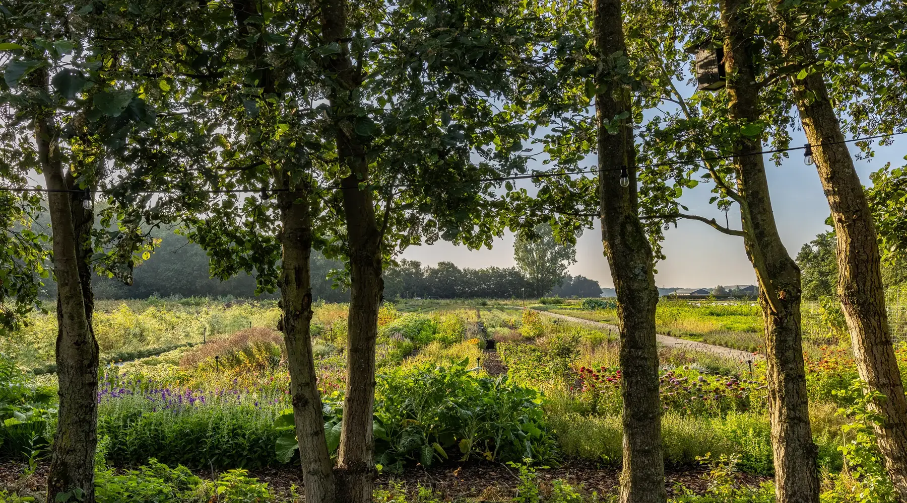 WIJdehorst