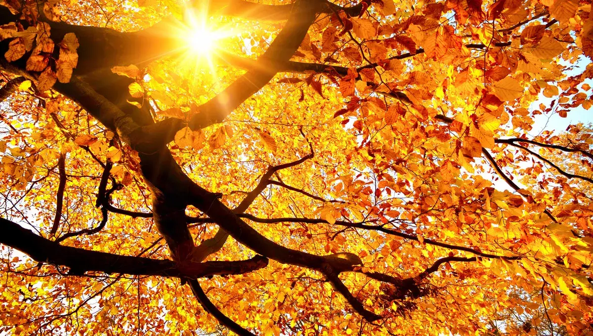 Herbst in Antwerpen