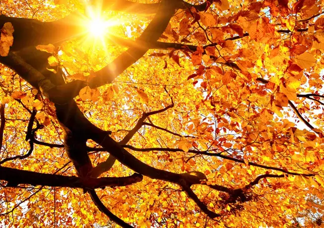 Autumn Van der Valk