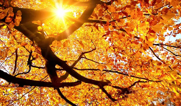 Automne Van der Valk