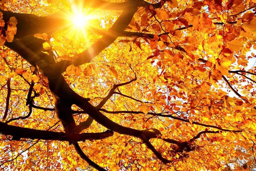 Autumn Van der Valk