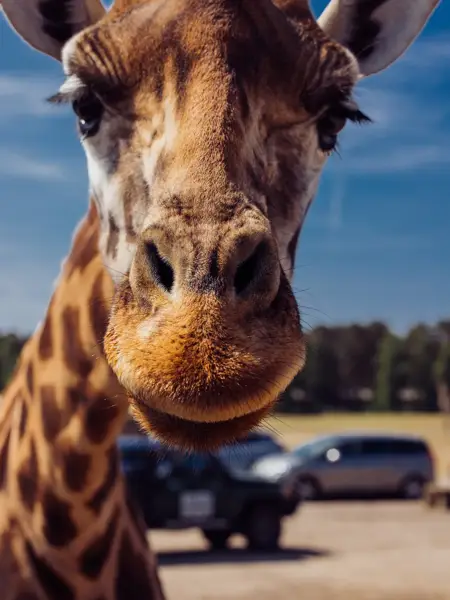 Giraffe in einem Zoo