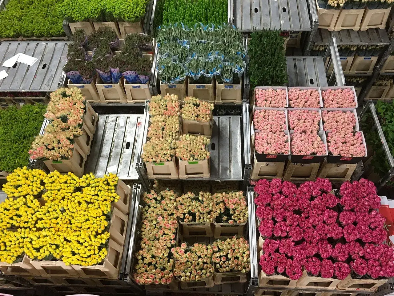 Flower auction