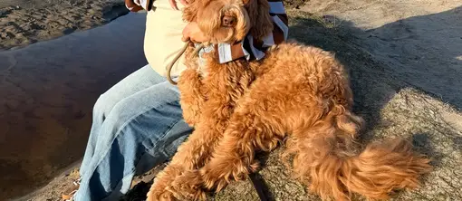 Entdecken Sie Dünen, Strände und Wälder von unserem ruhigen Standort aus, ideal für Hundefreunde.