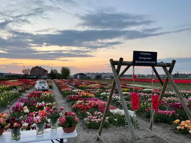Tulip Store