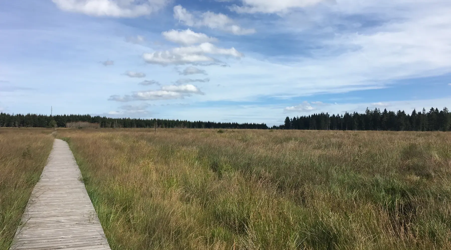 hautes fagnes