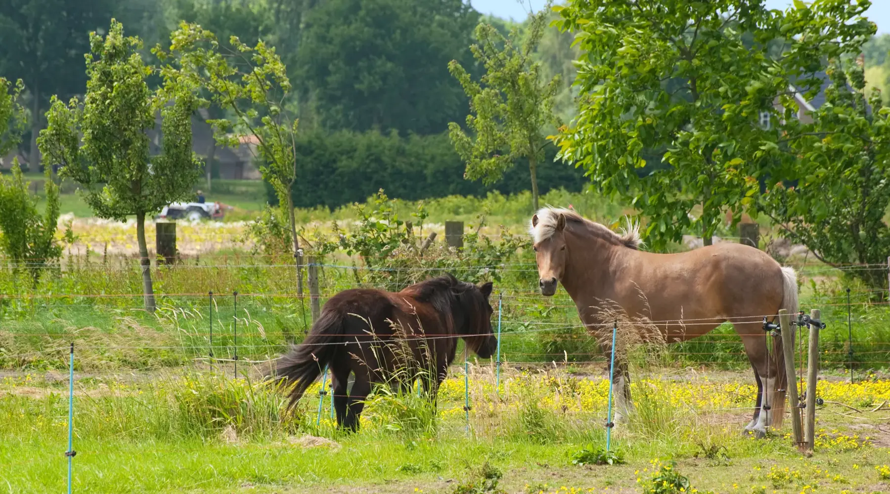 Pony show