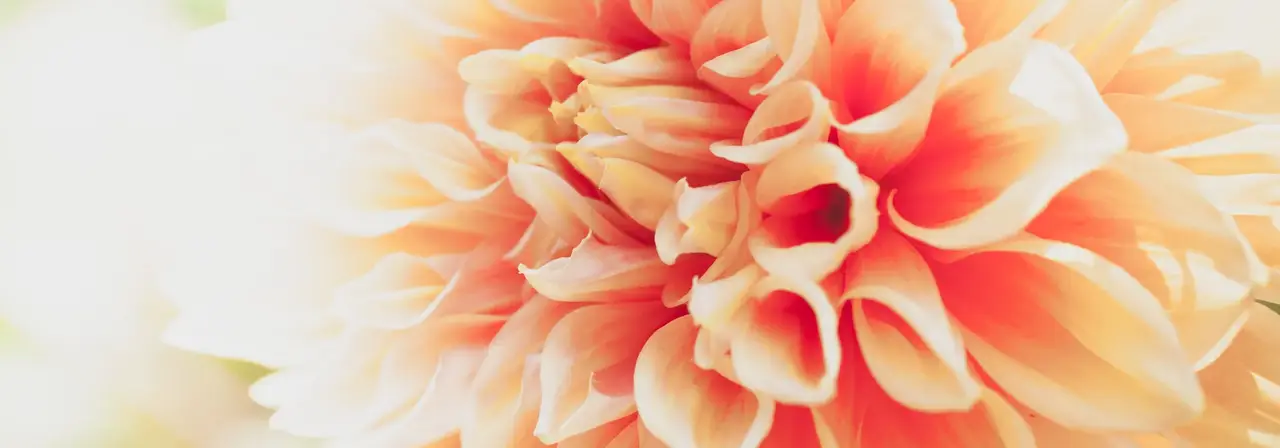 saison des dahlias