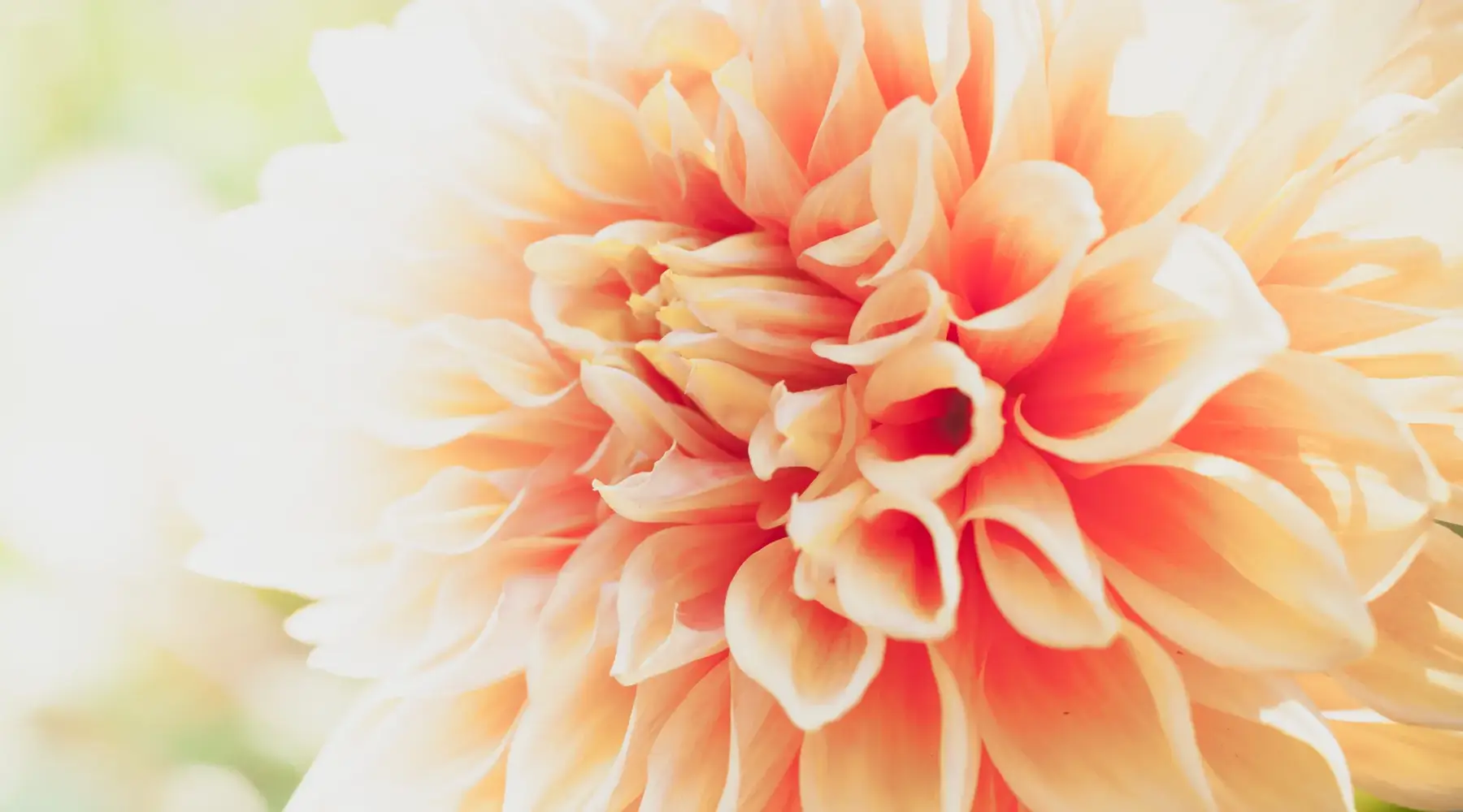Dahlia seizoen