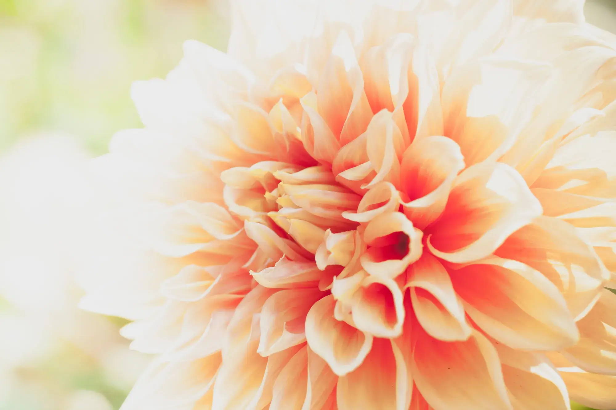 saison des dahlias