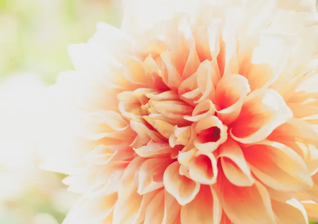 Dahlienzeit