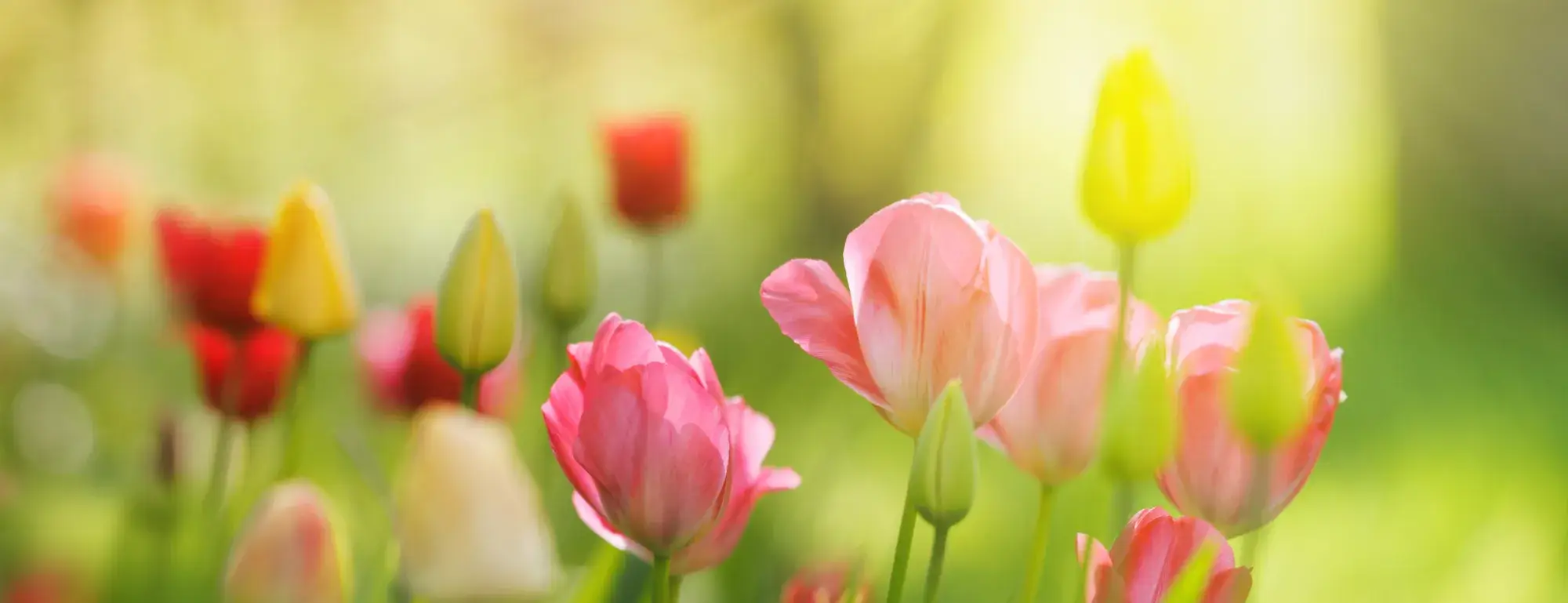 Blumenwiese