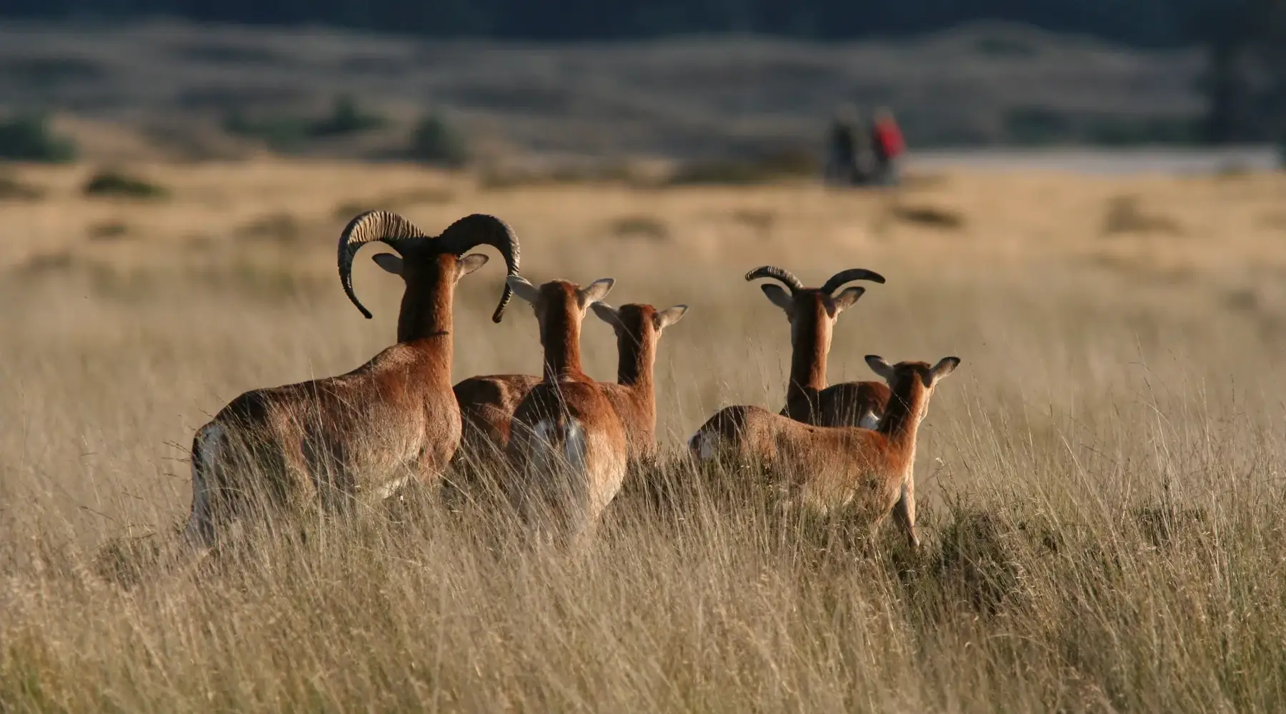Nationalpark De Hoge Veluwe