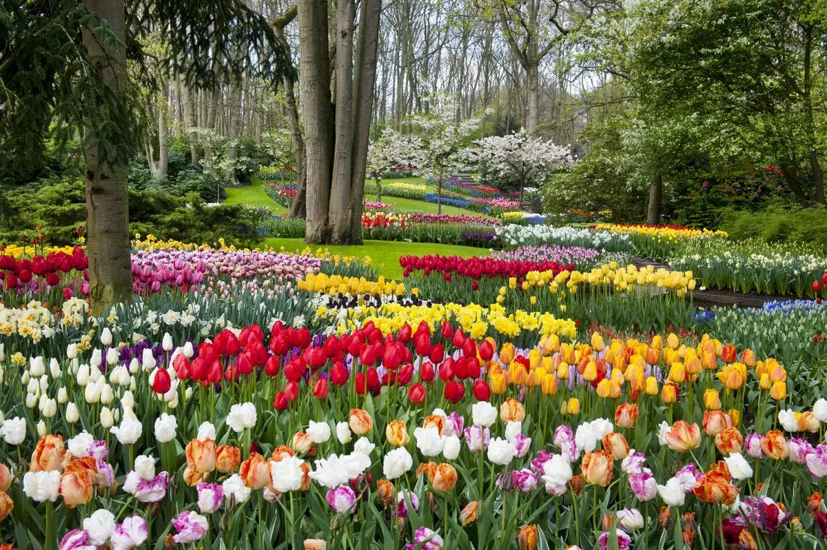 Bloemen in de keukenhof