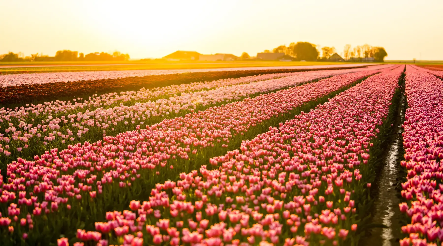 Bollenstreek | Blumenfeld | Tulpen