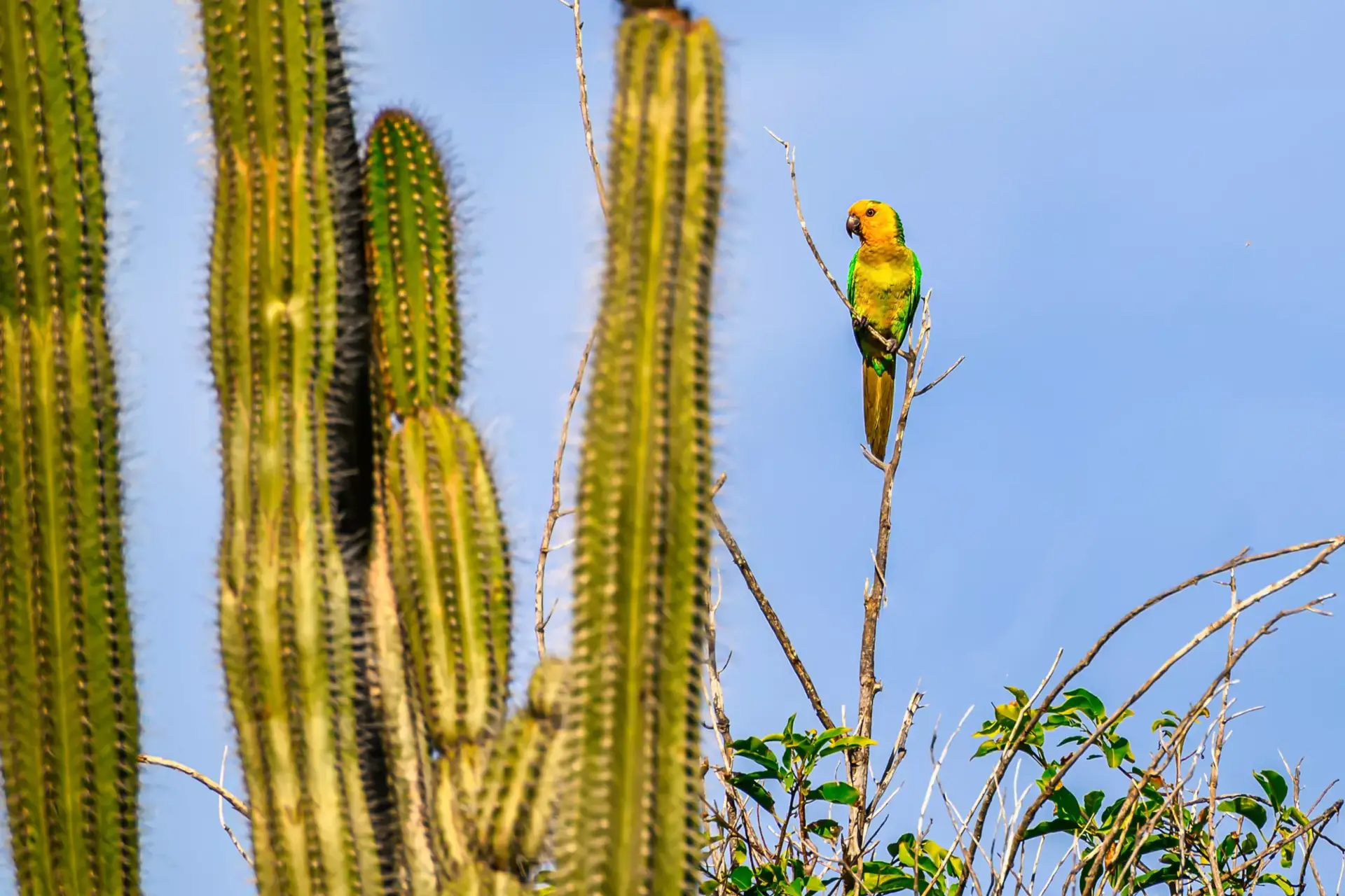 Washington Slagbaai Nationaal Park