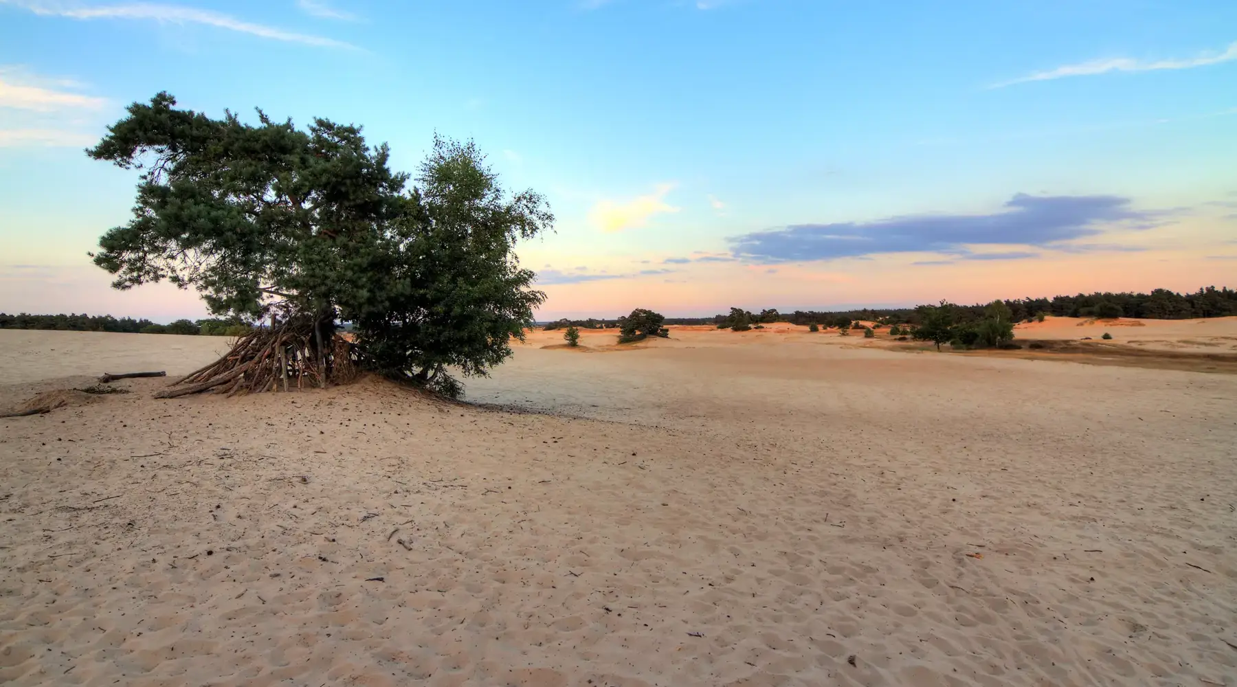 Blick über die Dünen von Kootwijkerzand
