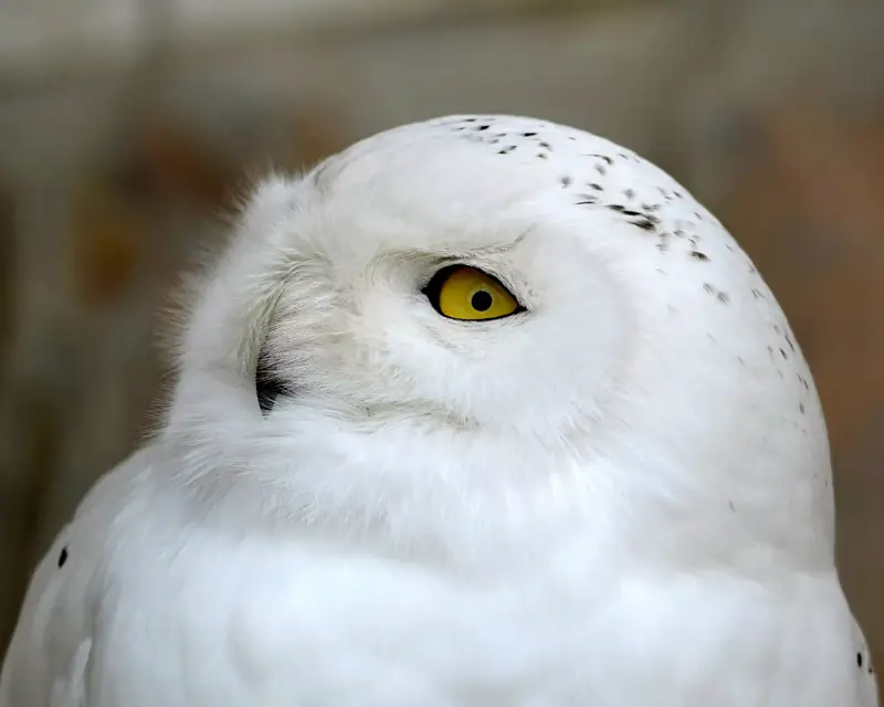 Antwerp Zoo