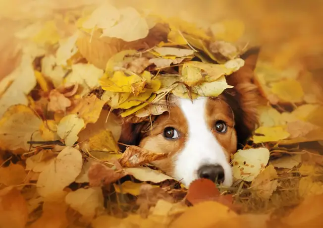 Chien dans la chambre d'hôtel