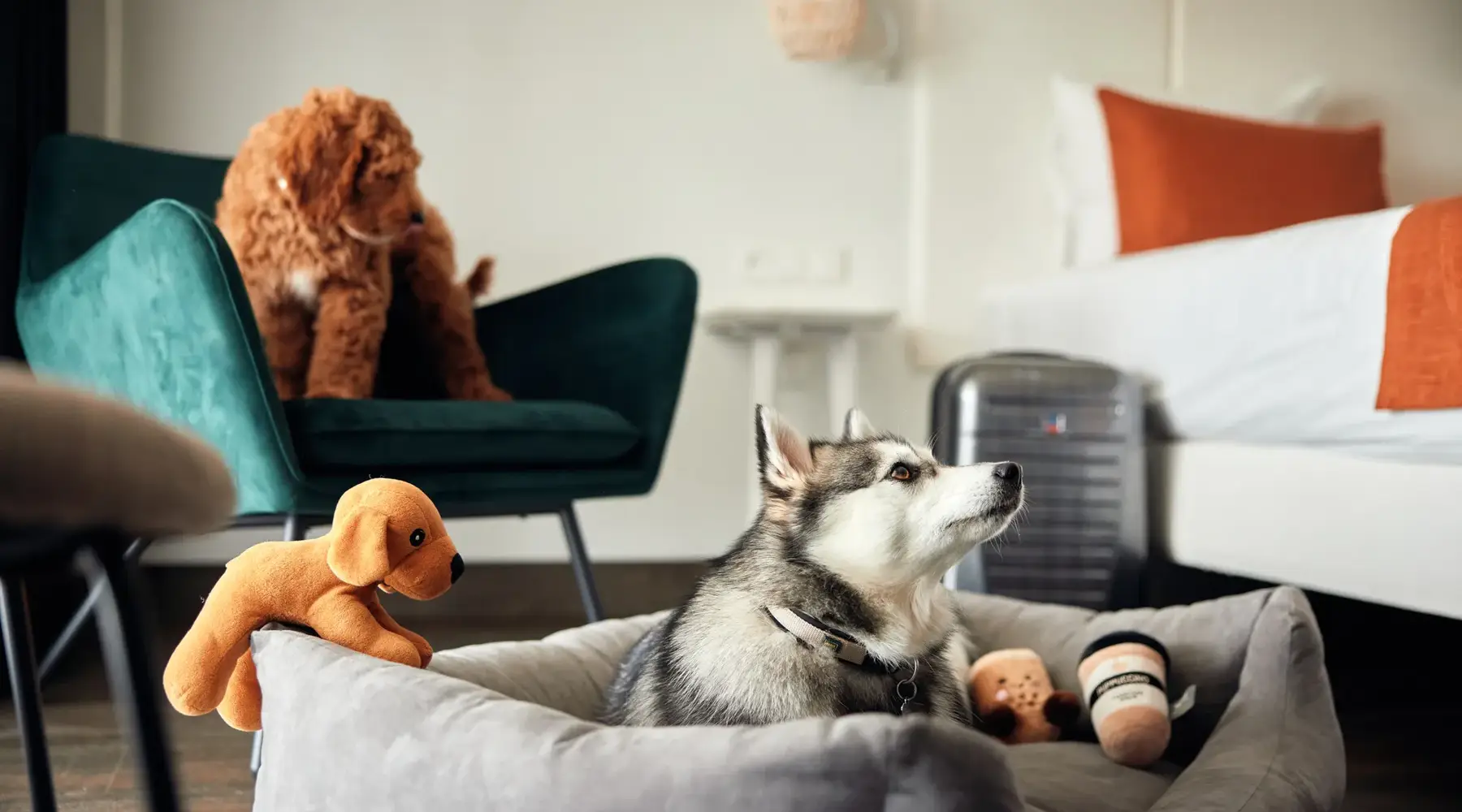 Honden in een hotelkamer