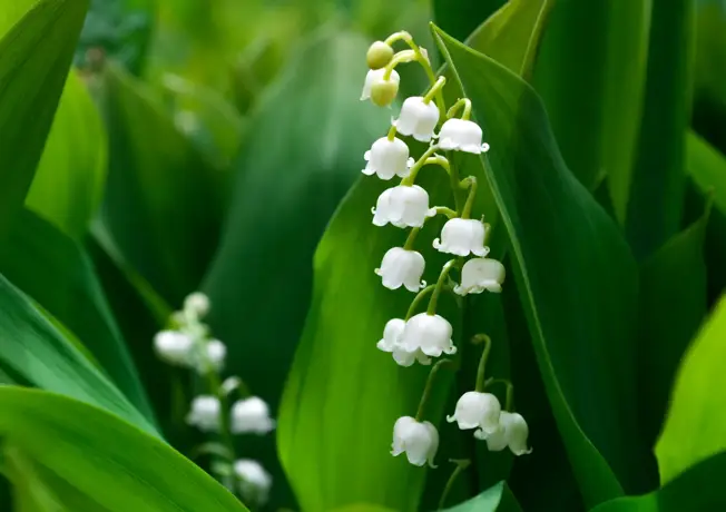 Muguet