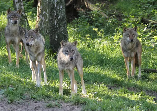 Natur- & Umweltpark Güstrow