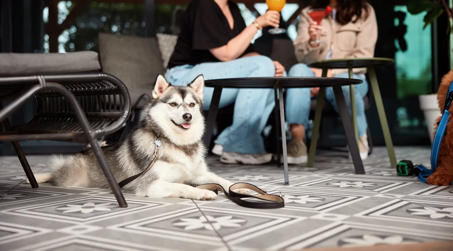 Dog in Hotel Breukelen