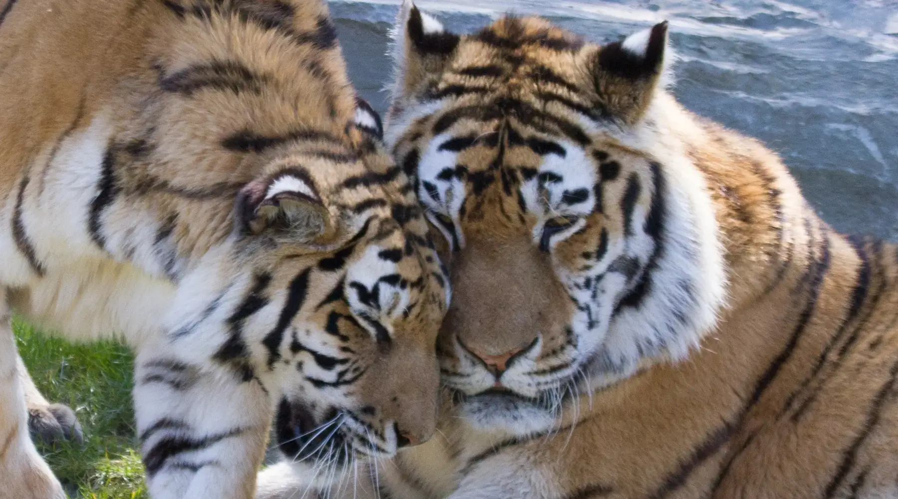 2 tigers lying against each other