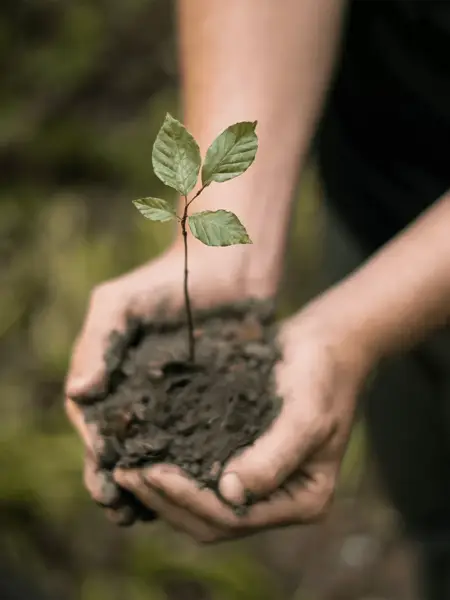 Handful of soil and a plant
