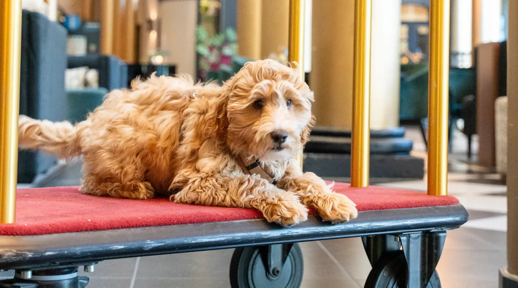 Chien dans le hall de l'hôtel
