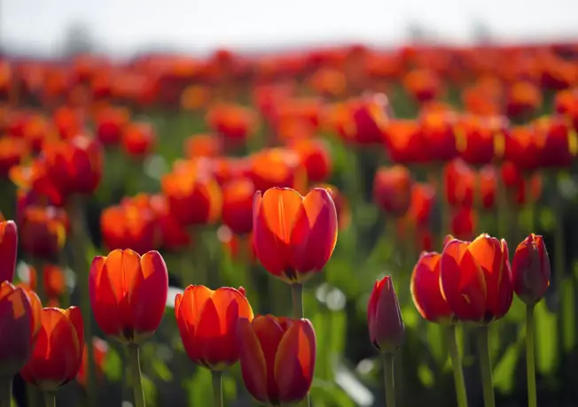 Fietsen door de bloemen heen
