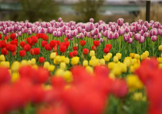 Keukenhof