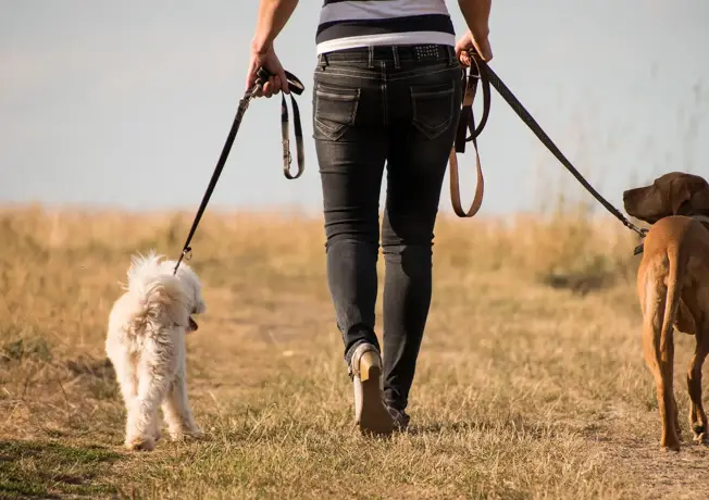 Se promener avec des animaux de compagnie