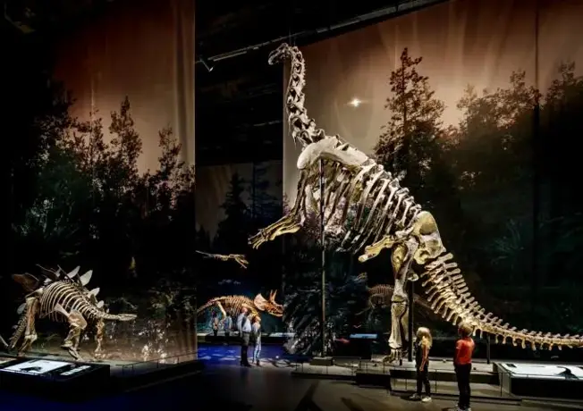 Photo of a T. rex at Naturalis