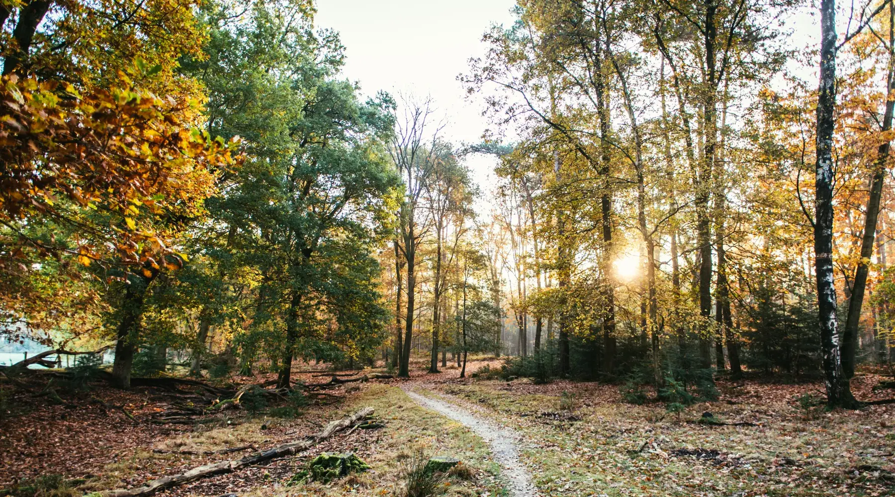 Picturesque scene in the Veluwe with sunbeams