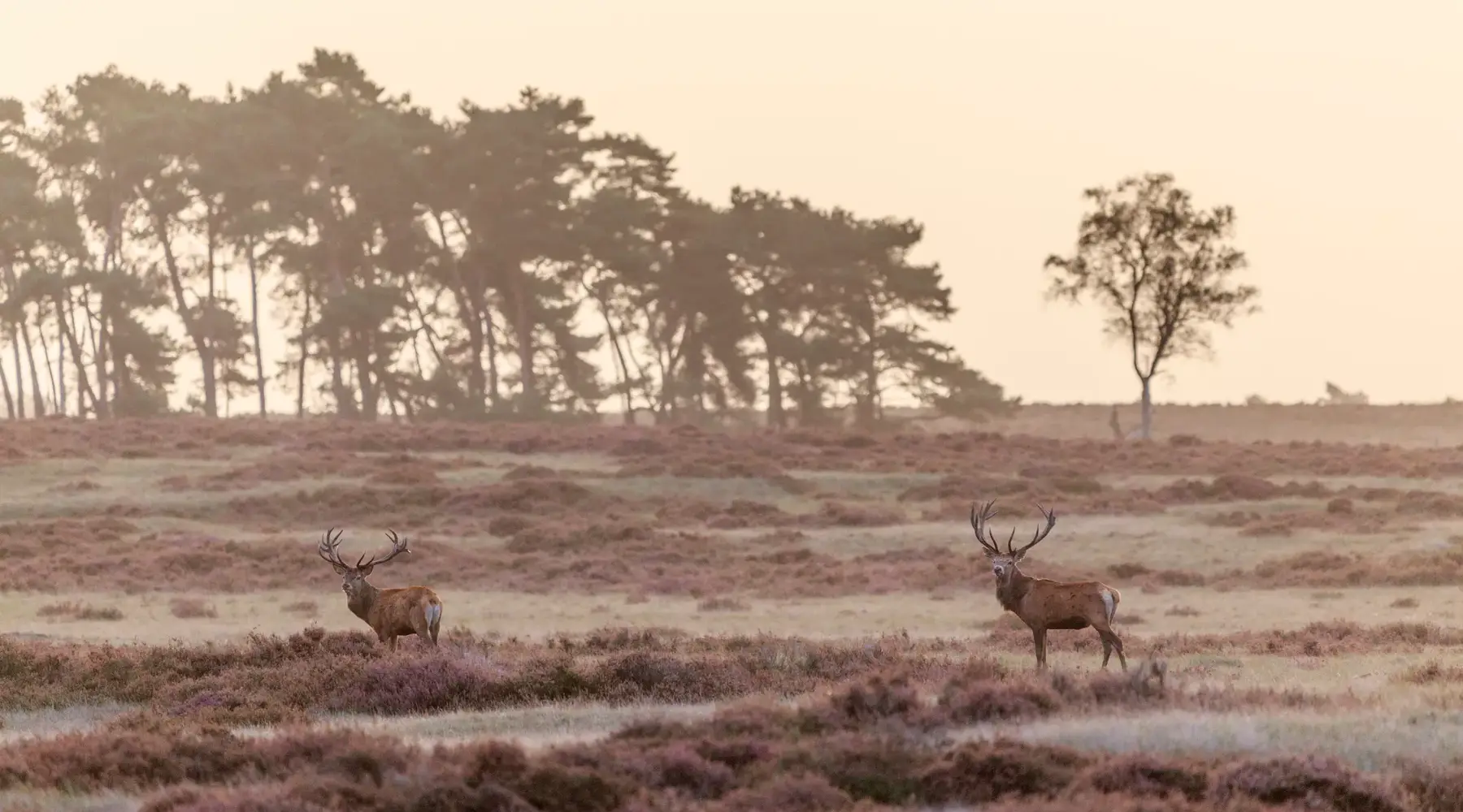 Blick auf die Heide mit zwei Hirschen