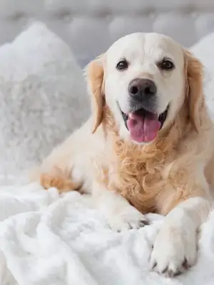 Chien à l'hôtel