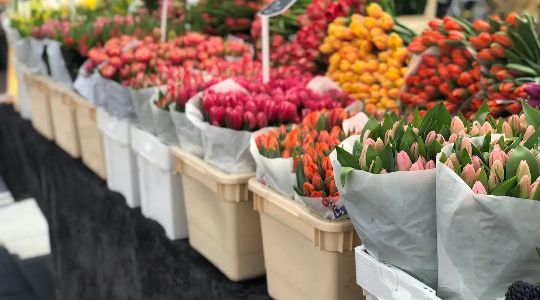 tulip market Amsterdam