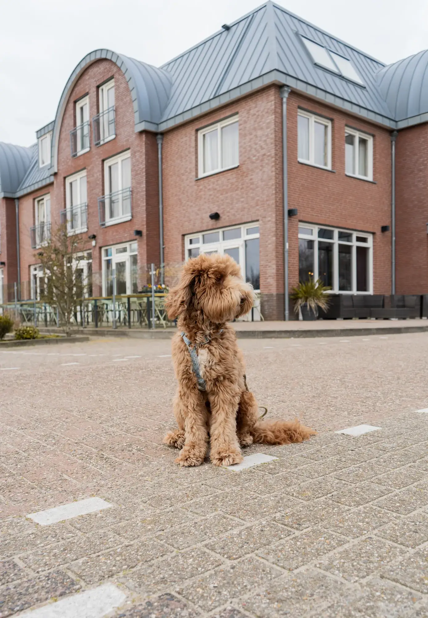 Your dog receives a special welcome package, carefully prepared by De Bolder Texel.