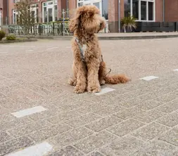 Ihr Vierbeiner erhält ein besonderes Willkommenspaket, liebevoll zusammengestellt von De Bolder Texel.