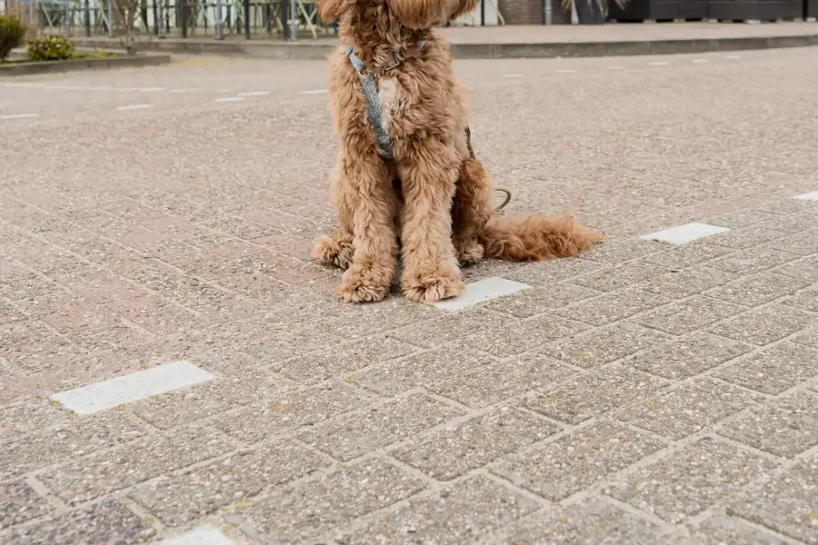 Your dog receives a special welcome package, carefully prepared by De Bolder Texel.